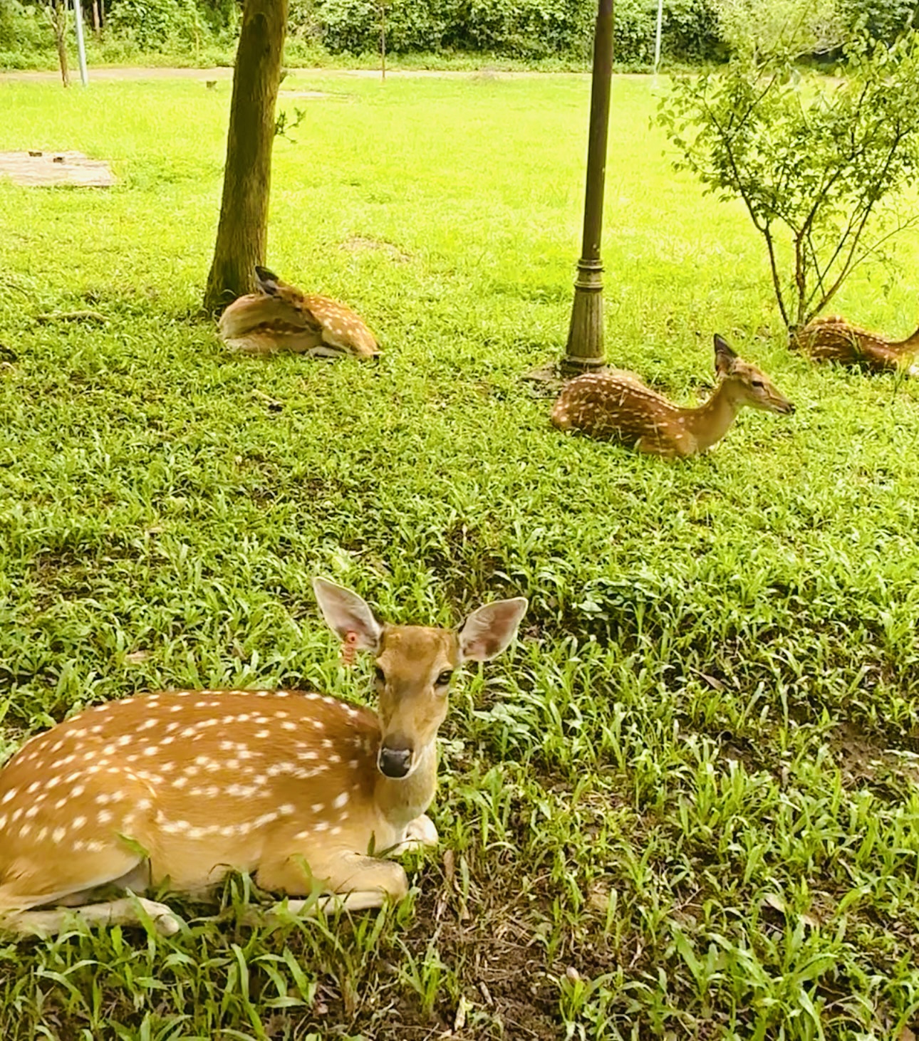 Deer resting in the grassy landscape of Cuc Phuong National Park